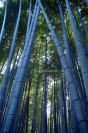 Arashiyama - Bamboo Forest